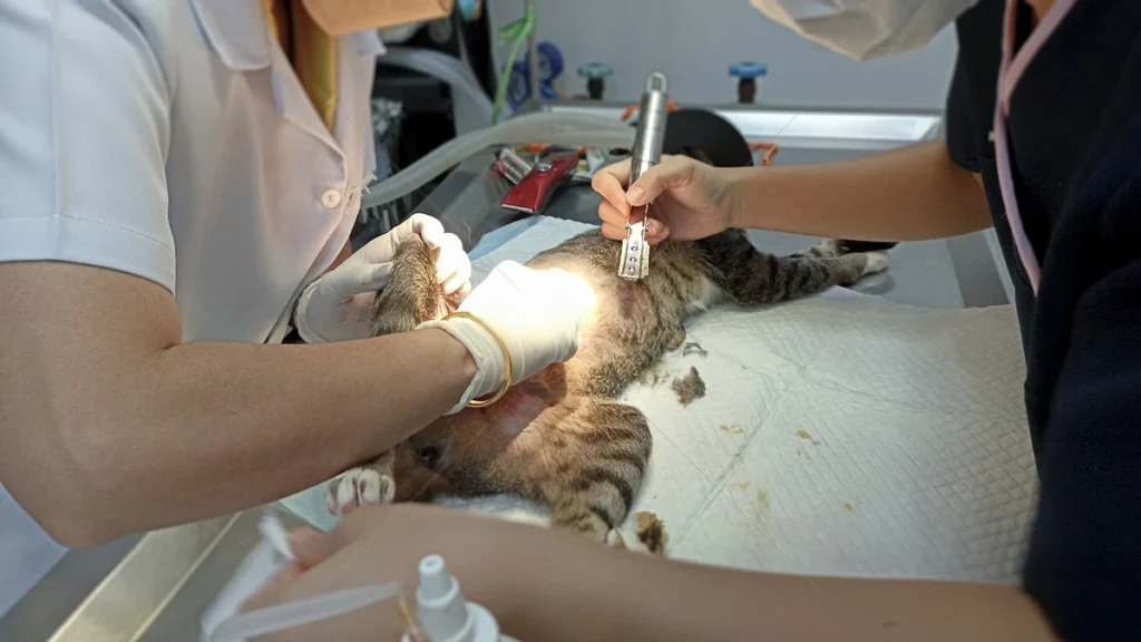 FIP in Cats Feline Infectious Peritonitis